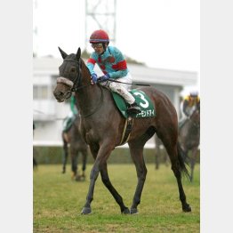 シンザン記念で牝馬に快勝