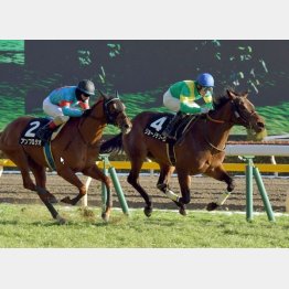 クロッカスSで3連勝を飾った