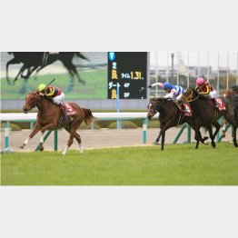 チューリップ賞ではラッキーの②着