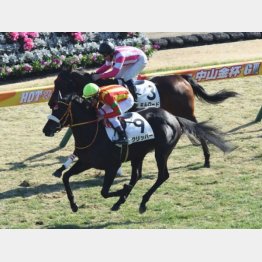 前走は牡馬相手に完勝