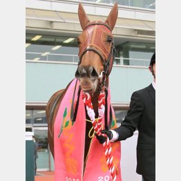 ラッキーライラック