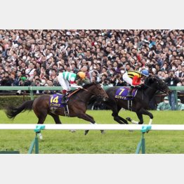 13年ロゴタイプから関東馬が盛り返し