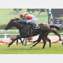 臥牛山特別以来のVを