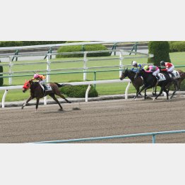 ミヤジヴィジェは不良の未勝利戦を圧勝