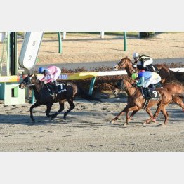 ジャニュアリーSを快勝