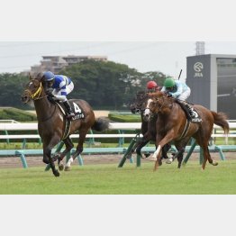 芙蓉Sを快勝