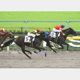 3走前に府中で快勝