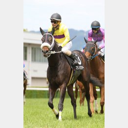藤岡はダート2戦目のフジノパンサーを推奨
