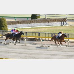 前走ヒヤシンスSも後続に2馬身半差の圧勝