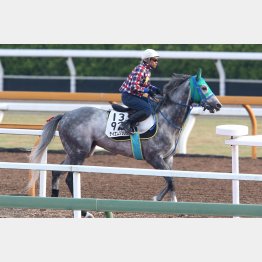 クロフネ産駒らしい先行タイプ