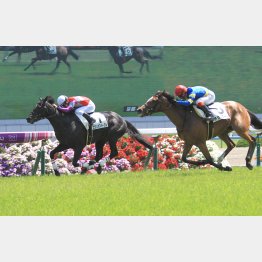 1年ぶりの前走を完勝