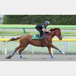 東京のダートで追い切った