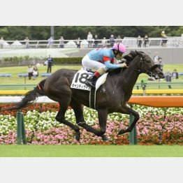東京千四で新馬V