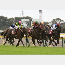 強敵年長馬相手に僅差の④着
