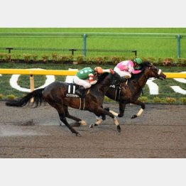 前走は上のクラスで首差②着