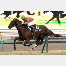 カーバンクルSを逃げ切り