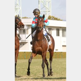 素質高い3歳馬だ