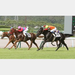 ガゼボは好メンバー相手に未勝利勝ち