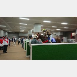 東京競馬場で管理馬を出迎えている矢作調教師