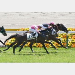 2走前は首差