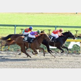 3走前のカトレア賞を快勝
