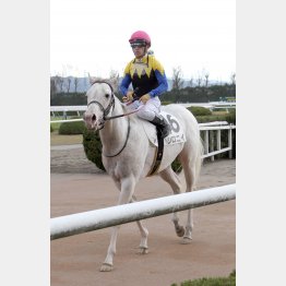 藤岡は降級馬のシロニイ狙い