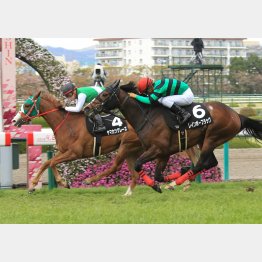 大阪ーハンブルクCを制したヤマカツグレース