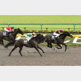 降級戦の前走は②着