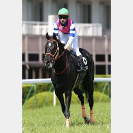 弟はスワーヴリチャードの良血馬