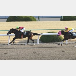 オープン2戦目のすばるSで逃げ切り