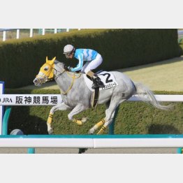 芝スタートの阪神千四で五百万勝ち