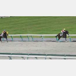 前走は6馬身差の圧勝