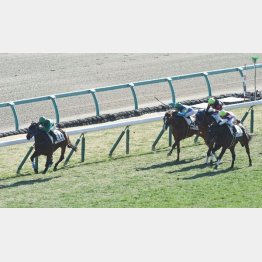 未勝利は2馬身差V