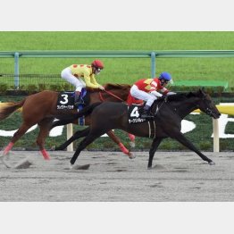 オキザリス賞で2勝目