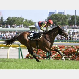 フリーウェイSを快勝