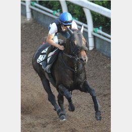 今週は坂路1F12秒7を出したロジクライ