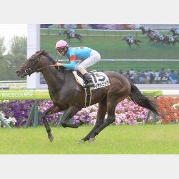 前走は3馬身差の圧勝