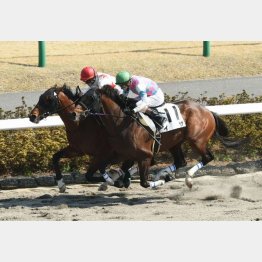 2走前は初ブリンカーで頭差