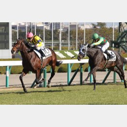 デビュー戦はギベオンと僅差の②着(右)