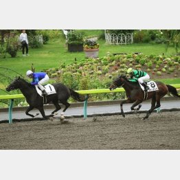エヴィエイションは既走馬を相手にデビュー勝ち