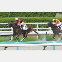 2走前は2馬身半差の完勝