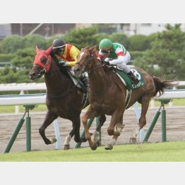 昨年はこのレースを勝ったタツゴウゲキがシリーズを制覇