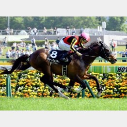 新緑賞を完勝