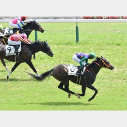 馬群の外、外を回っての完勝