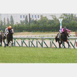 デビュー戦はディアドラを負かしたメイショウソウビ