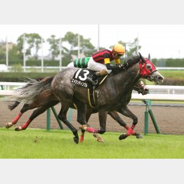 豊明Sを制して2連勝のエイシンティンクル