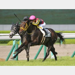 前走は完勝