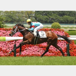 新馬戦を好時計勝ち