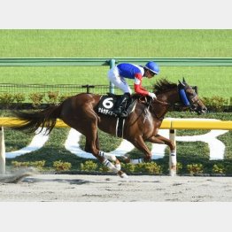 三浦特別は貫録勝ち