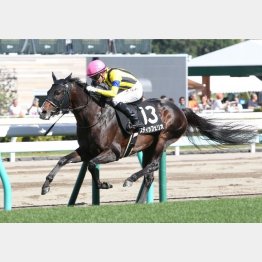 TVh賞勝ちでオープン入りしたスティッフェリオ